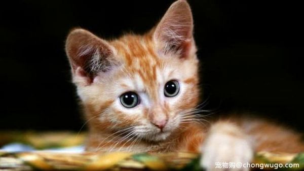 猫咪也会得膀胱炎？治疗时可从这几处着手