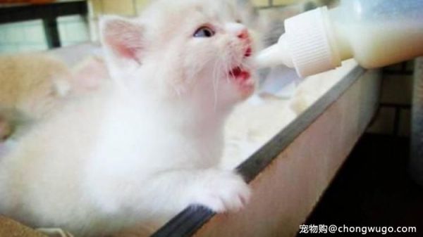 饲养猫咪，5大禁忌不能犯，很危险！