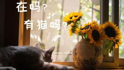 家养的猫咪发情怎么办？是否该绝育？