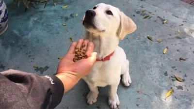 主人用零食训练狗狗，它却不感兴趣？