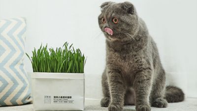 高效种植的新品猫草，轻松宠爱傲娇的主子