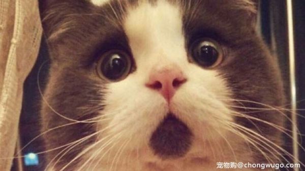 猫咪的胡子有什么用？比我们的手机还全能