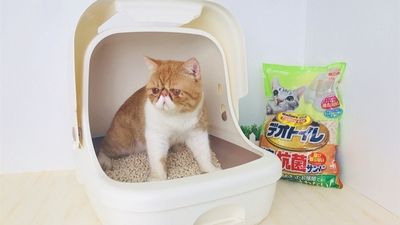 新品丨不吸水不结团猫砂，我凭什么这么爱